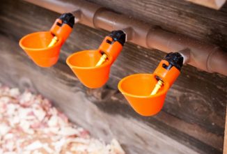 Are Water Cups as Magical as Pinterest Claims?